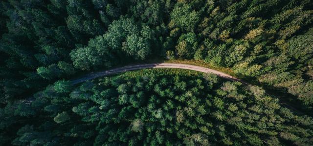 aerial forest drive